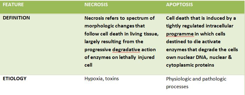 DIFFERENCES BETWEEN NECROSIS AND APOPTOSIS – Histopathology.guru