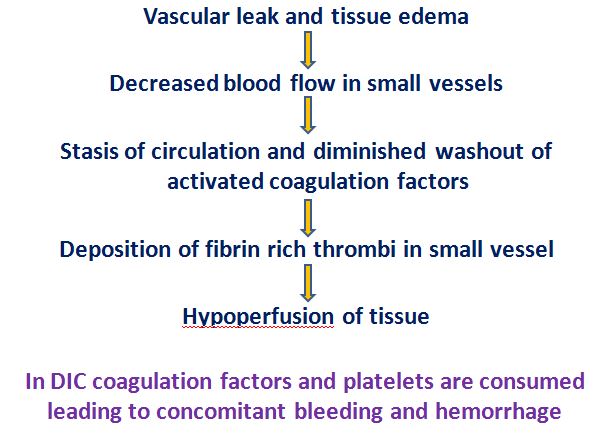 Stages of septic shock