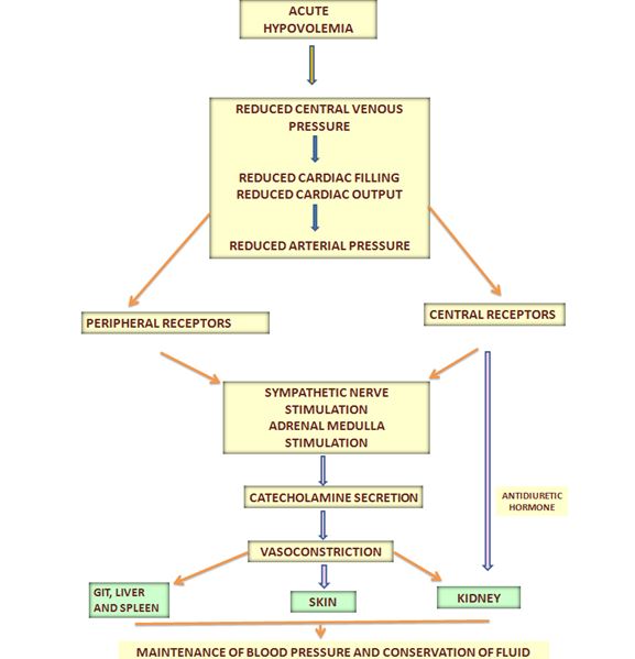 hypovolemic shock chart