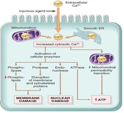 BIOCHEMICAL AND MOLECULAR MECHANISM OF CELL INJURY – Histopathology.guru