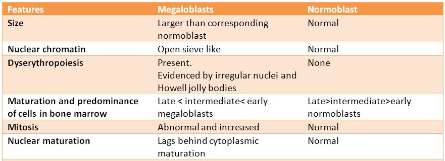 Difference between megaloblast and normoblast – Histopathology.guru